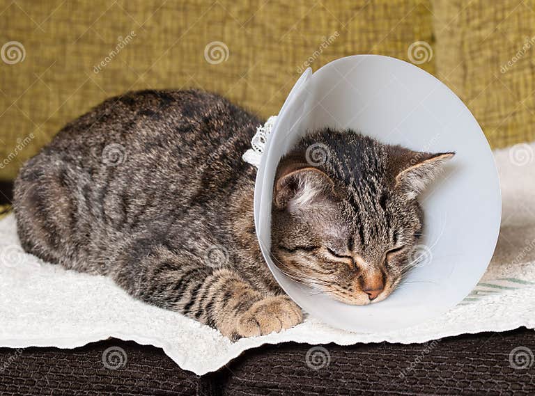 Sleeping Cat with an Elizabethan Collar Stock Photo Image of health