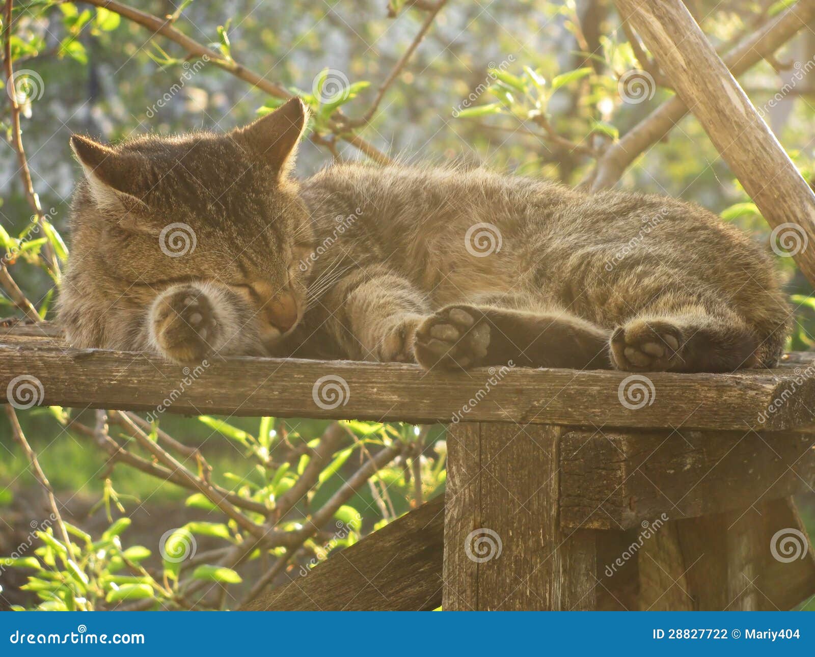 Sleeping Cat in the Garden. Stock Photo Image of spring, table 28827722