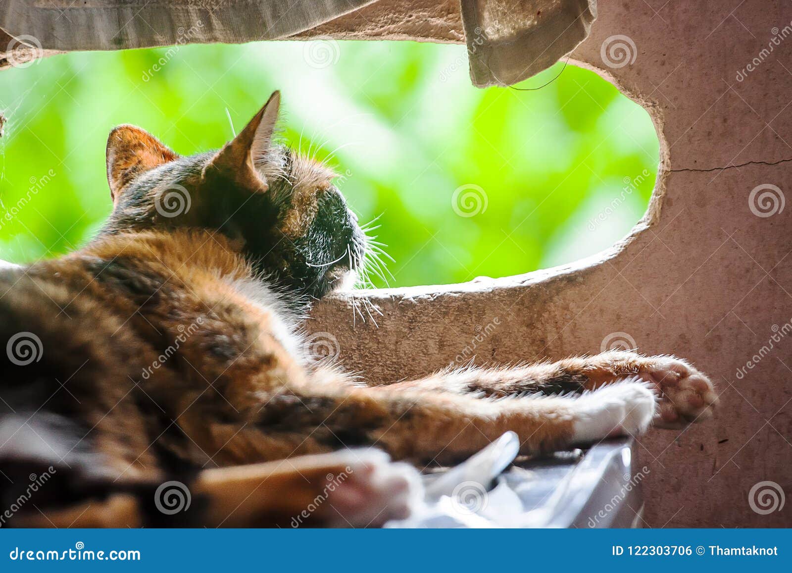 Sleeping Cat Looking Out the Side Vents. Stock Photo Image of color