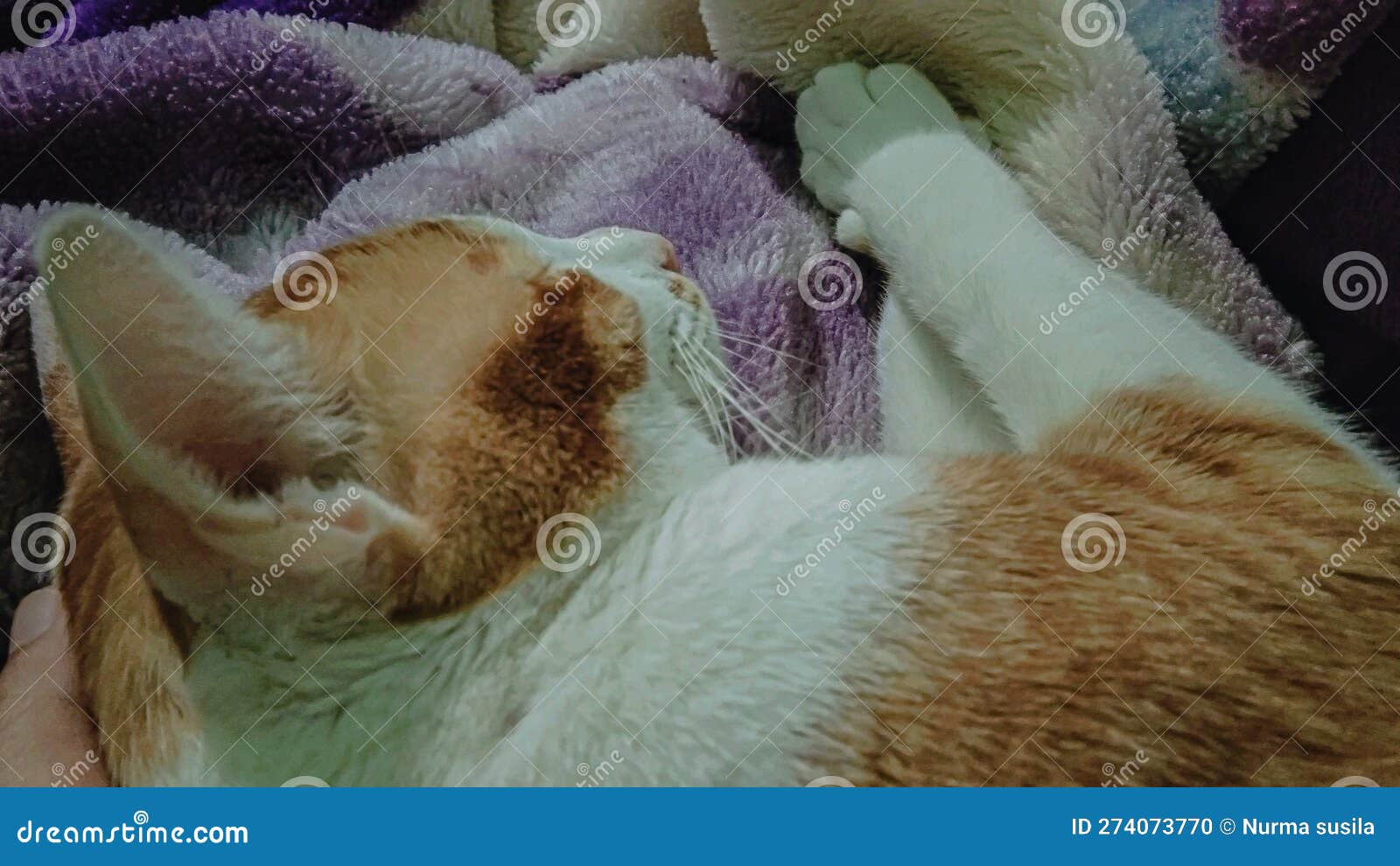 Sleeping cat on my bed stock photo. Image of organ, sleeping 274073770