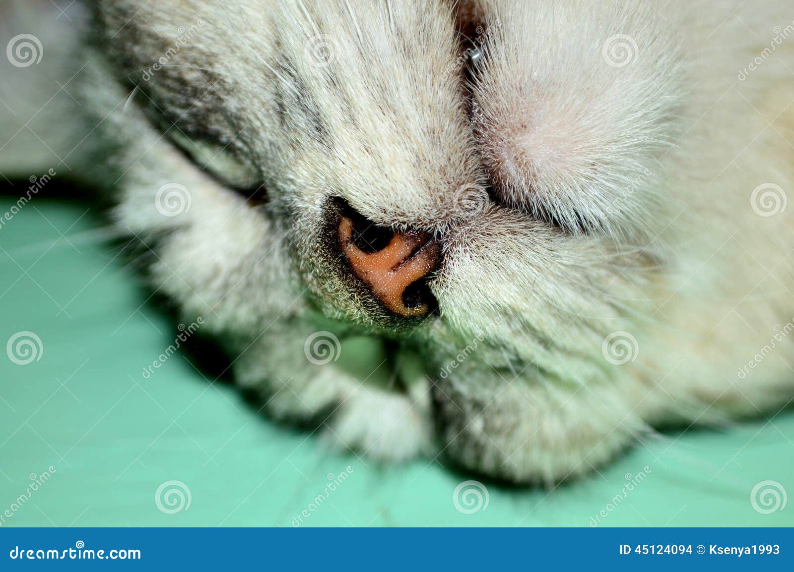 1+ Million Cat Face Royalty-Free Images, Stock Photos & Pictures