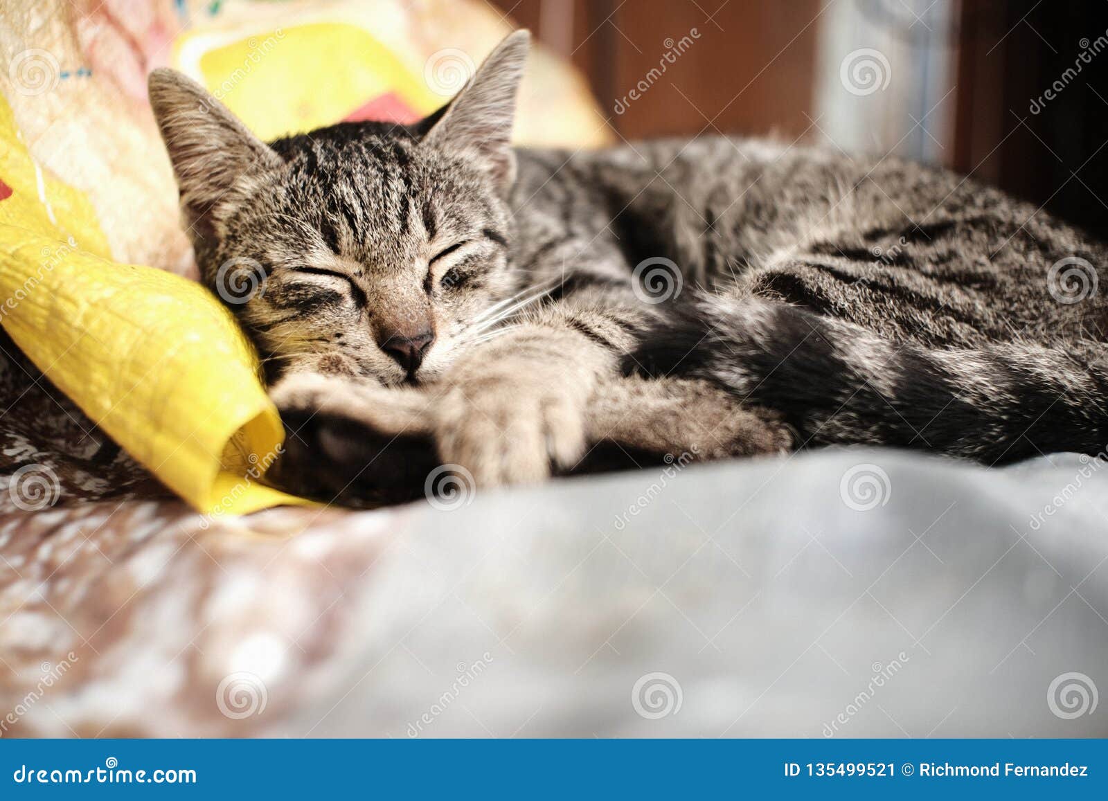The Sleeping Cat in a Rainy Day Stock Image Image of rainy, weather