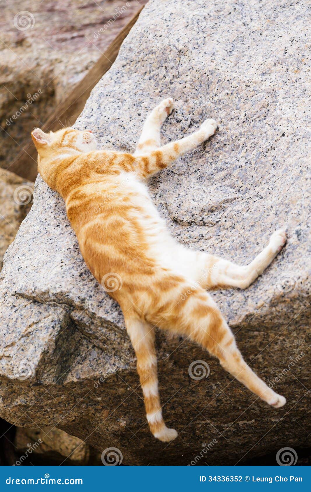 Sleeping cat stock photo. Image of rock, sleepy, feed 34336352
