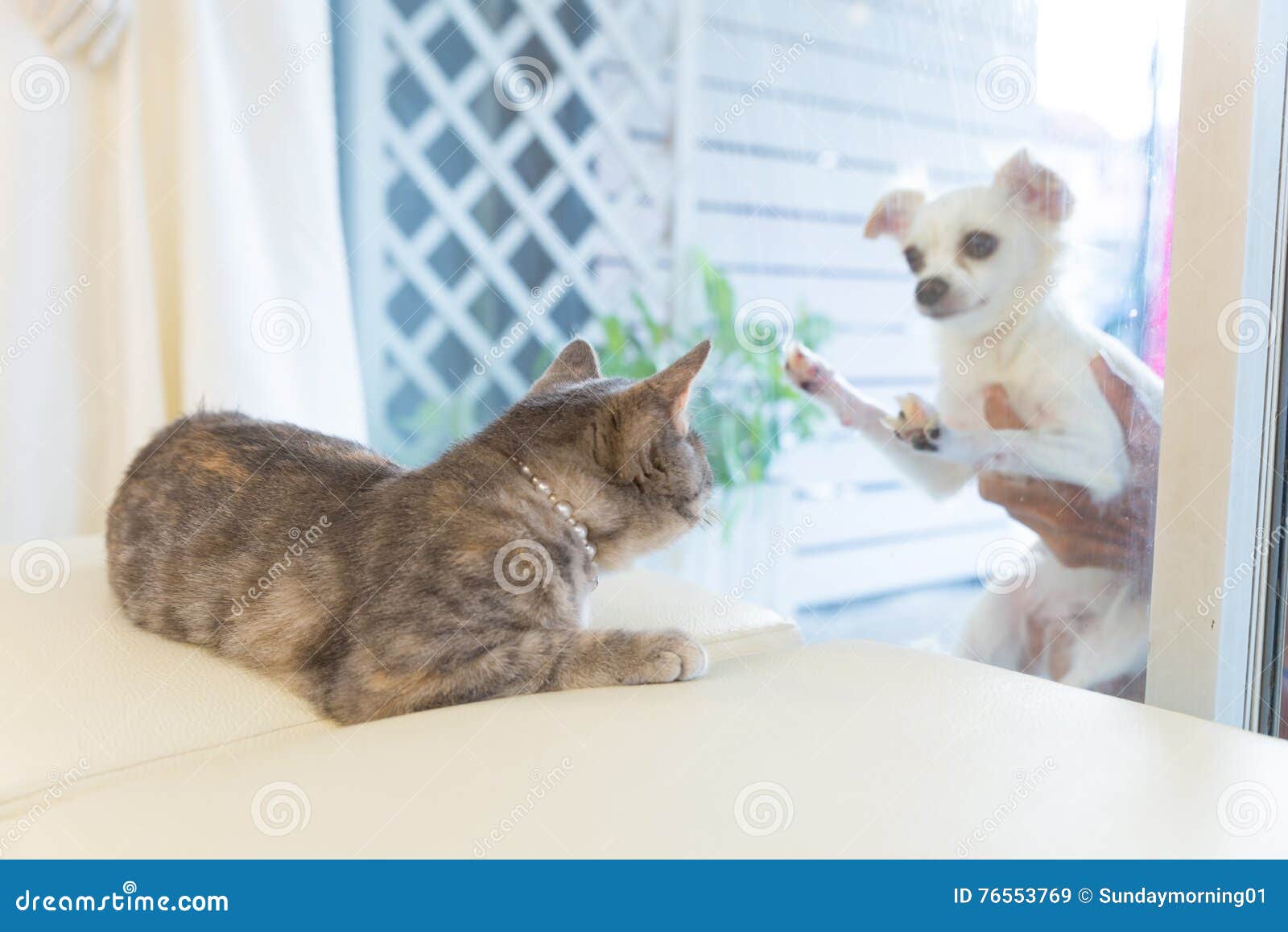 Sleeping Cat On Studio Chair Stock Image Image Of Lovable