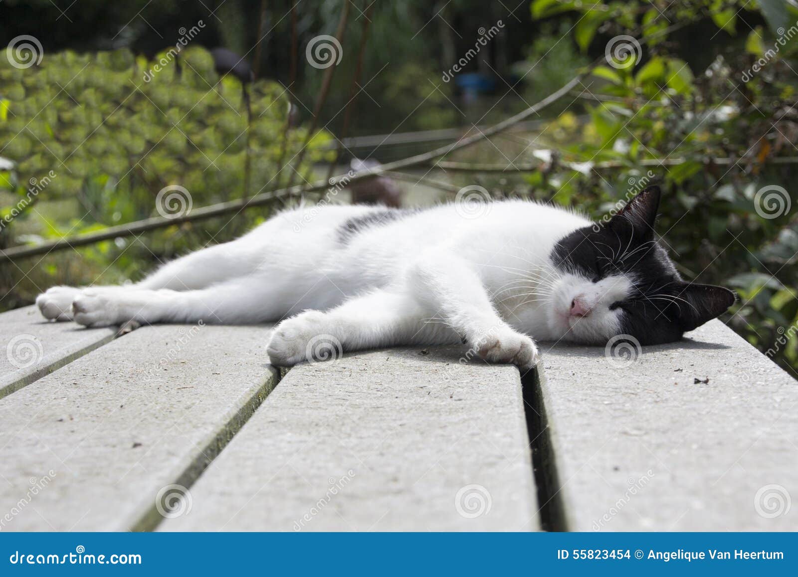 Sleeping cat on a table stock photo. Image of sleepy 55823454