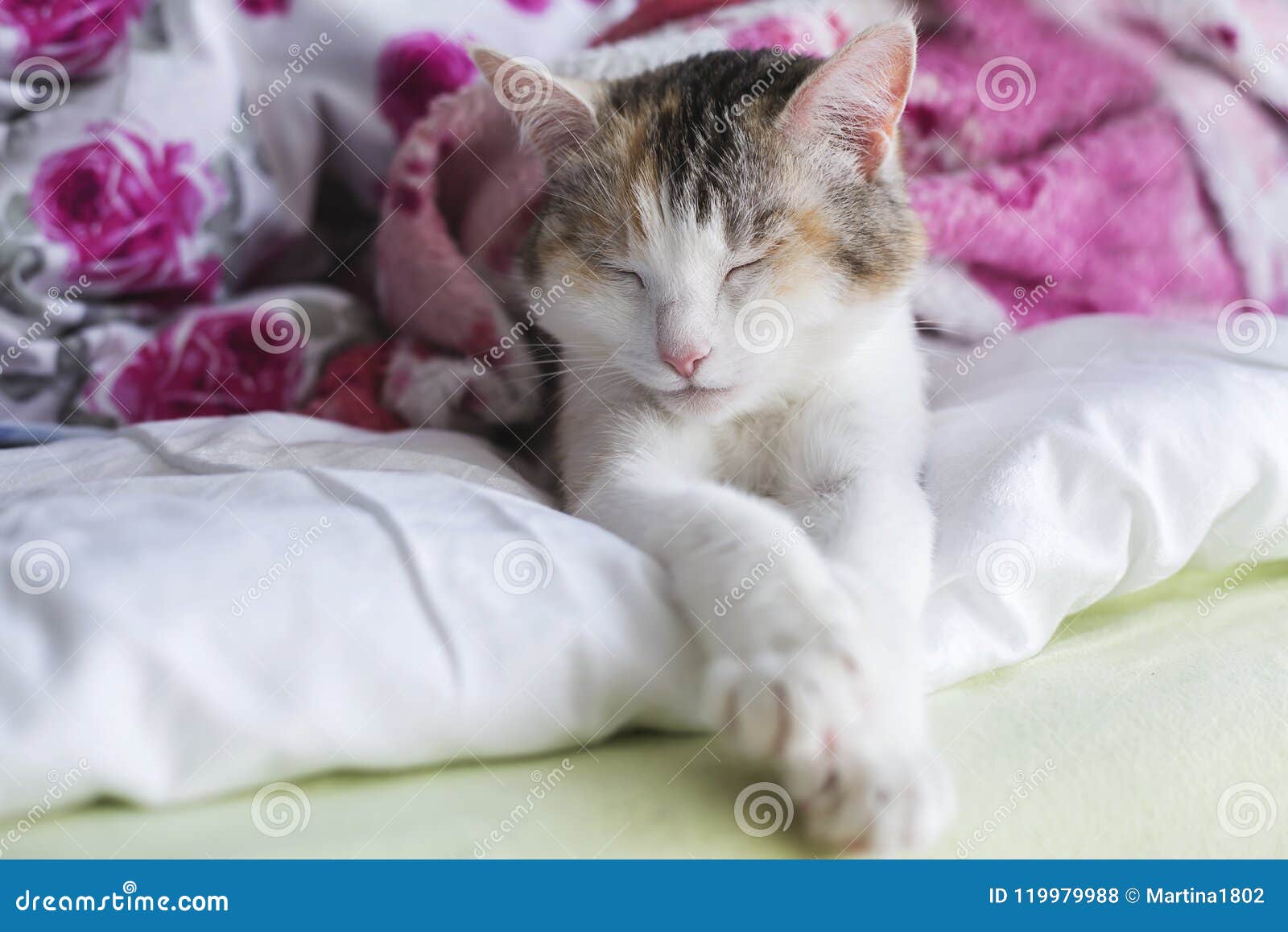Cat Sleeping at Home. Pet Under Blanket Stock Photo Image of cats