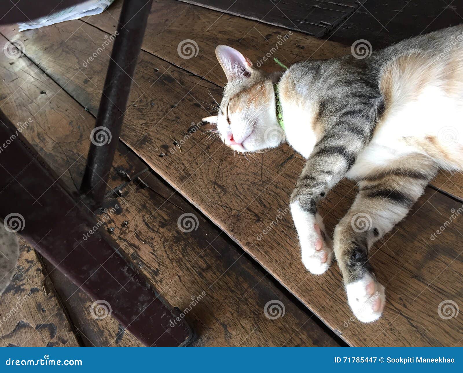 Sleeping Cat Under the Table Stock Image Image of asia, cute 71785447