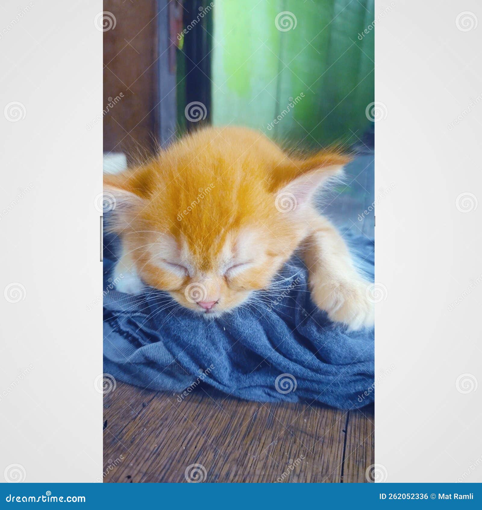 Sleeping Cat is Very Cute on the Floor of the House Stock Photo Image