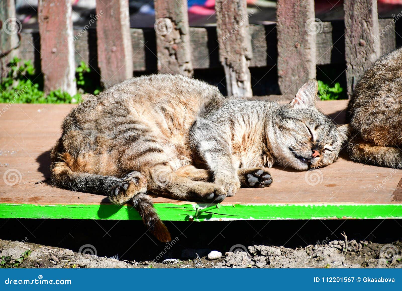 Sleeping Cats stock image. Image of garden, kitten, animal 112201567