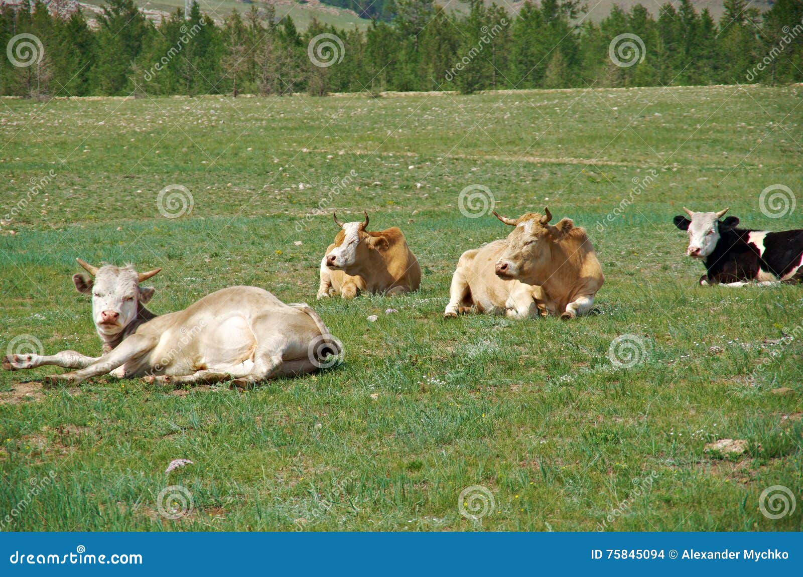 Sleeping cow stock photo. Image of sunny, water, rural 75845094