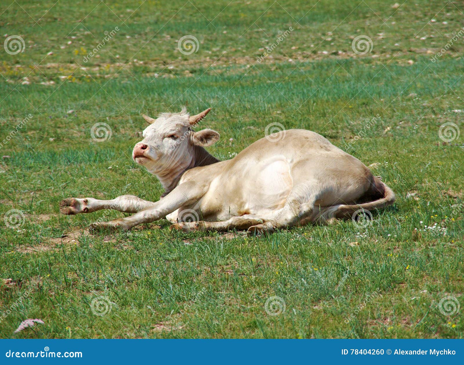 Sleeping cow stock photo. Image of summer, water, green 78404260
