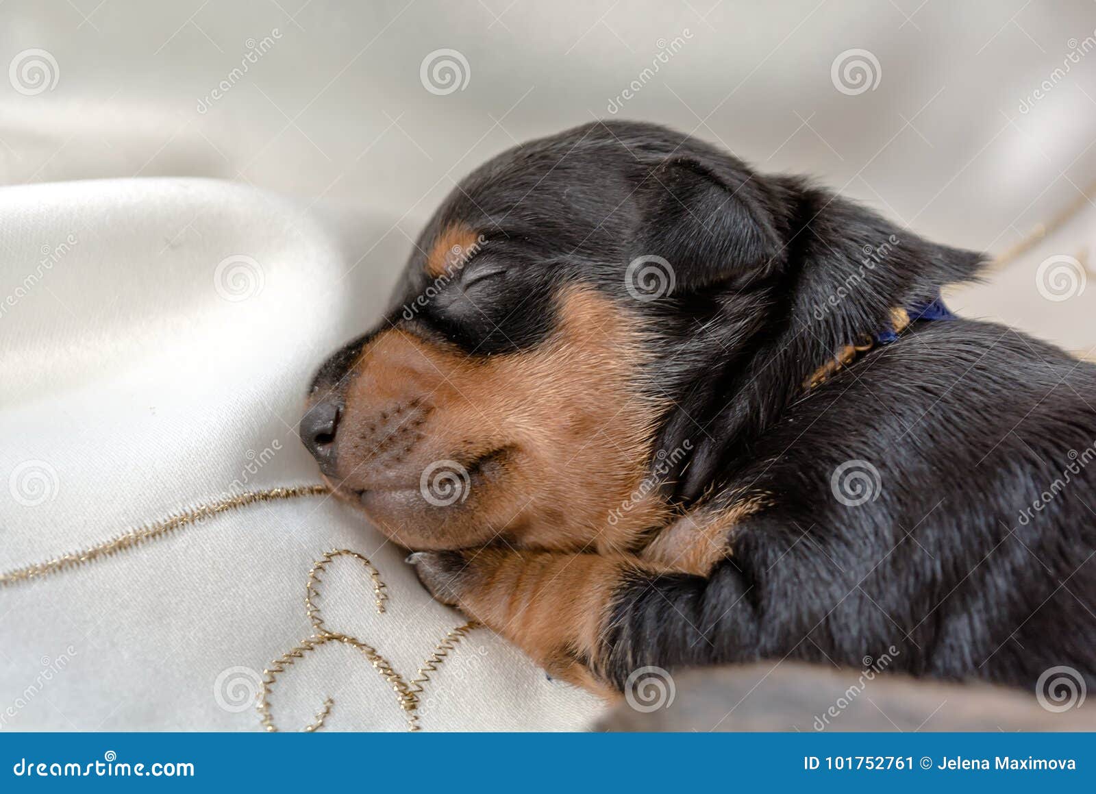 newborn miniature pinscher puppies