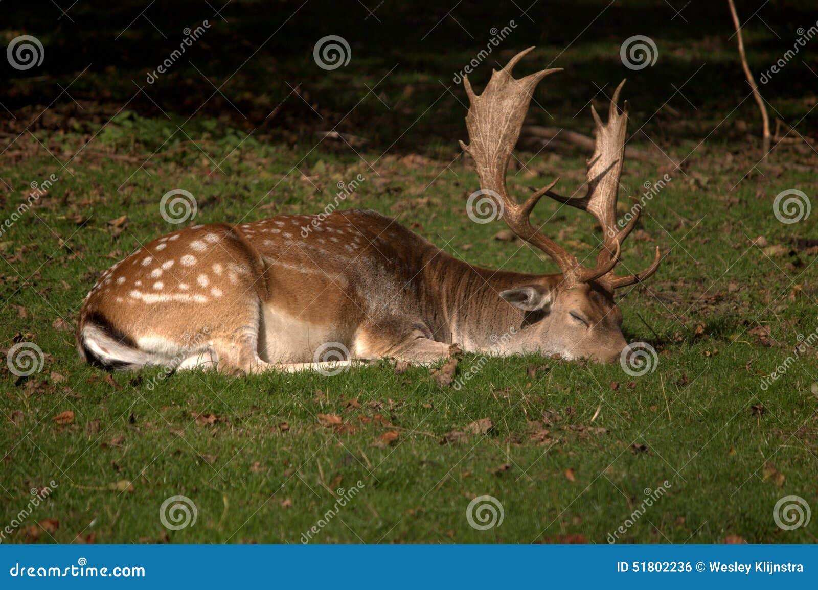 Sleeping deer stock photo. Image of animal, wildlife 51802236