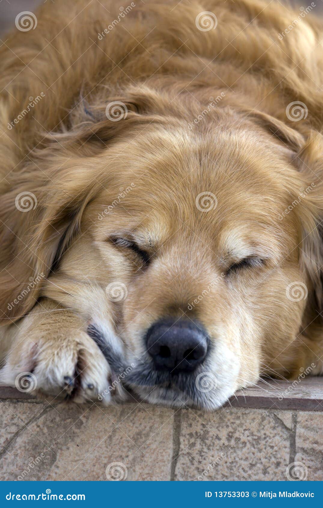 Sleeping dog stock image. Image of tired, eyes, animal 13753303