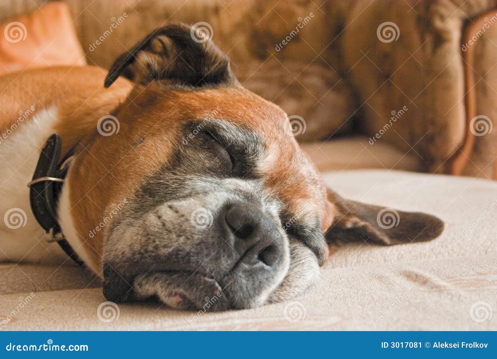 sleeping dog