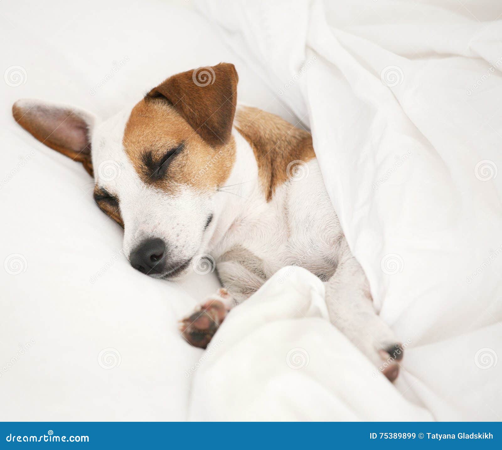 Sleeping dog at bed stock image. Image of puppy, russell 75389899