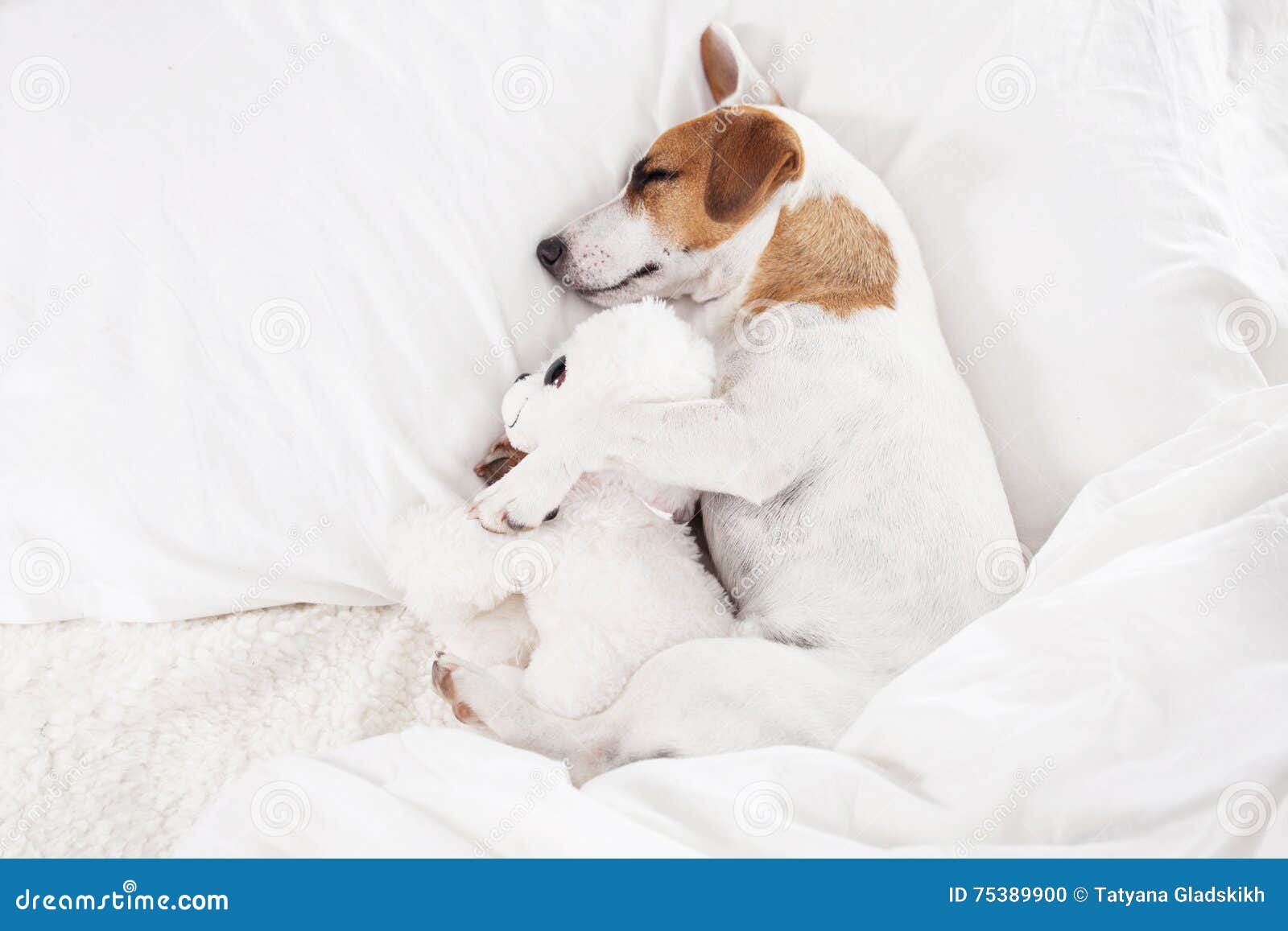 Sleeping dog at bed stock photo. Image of canine, pets 75389900