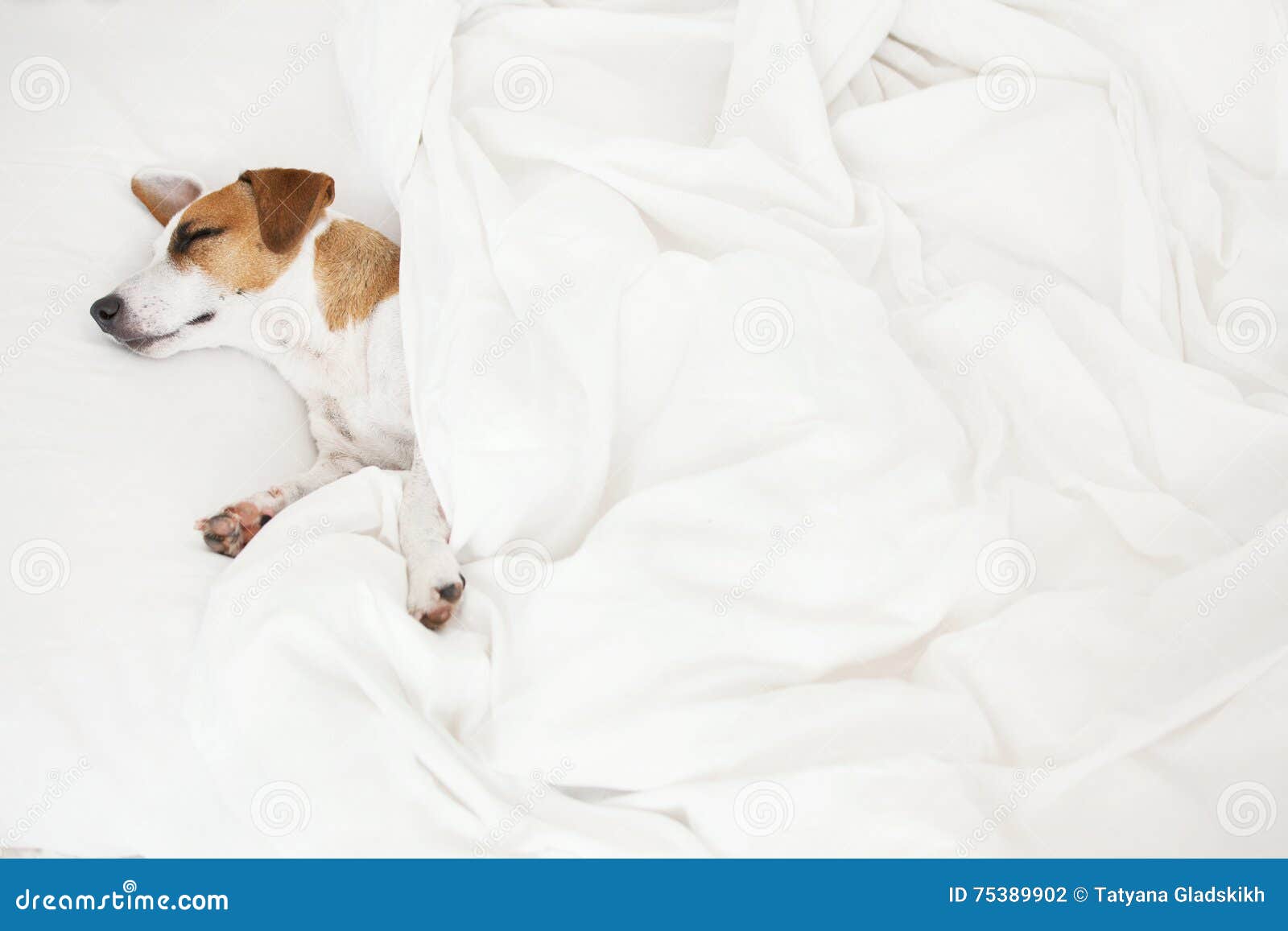 Sleeping dog at bed stock photo. Image of canine, resting 75389902