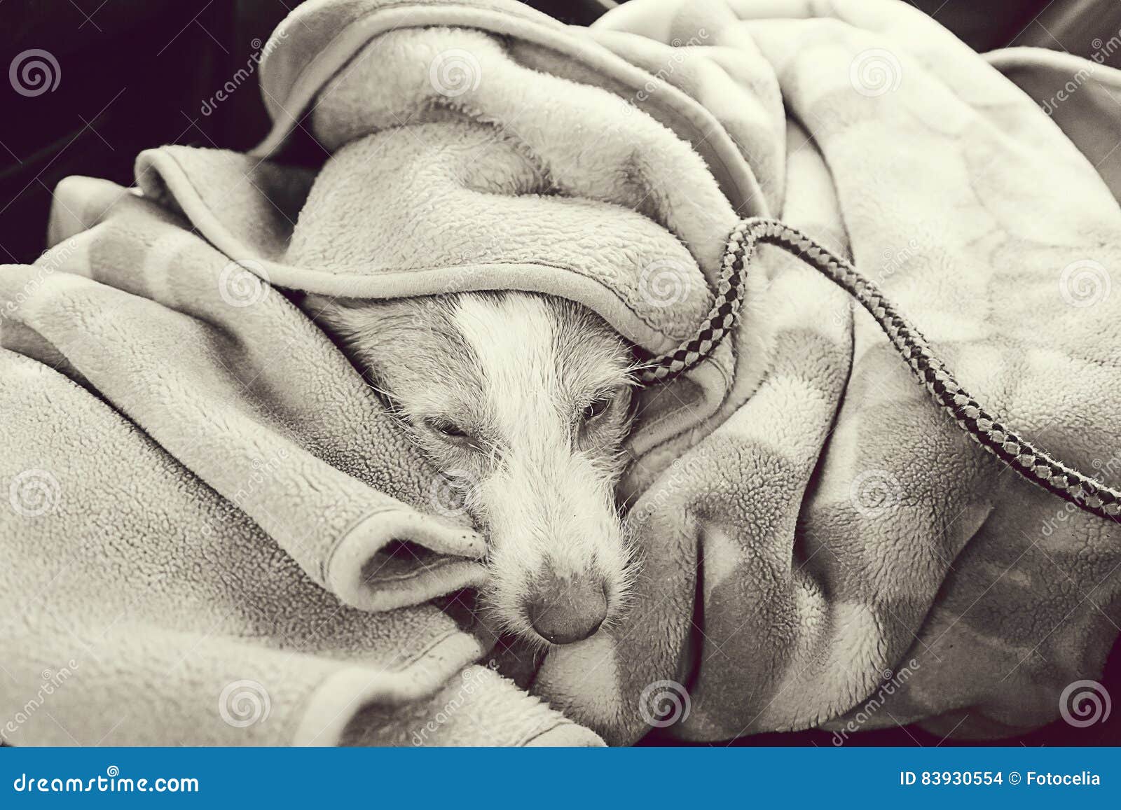 dog sleeping blanket