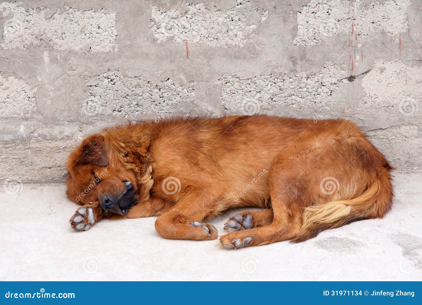 Sleeping dog stock photo. Image of canine, rest, foot 31971134