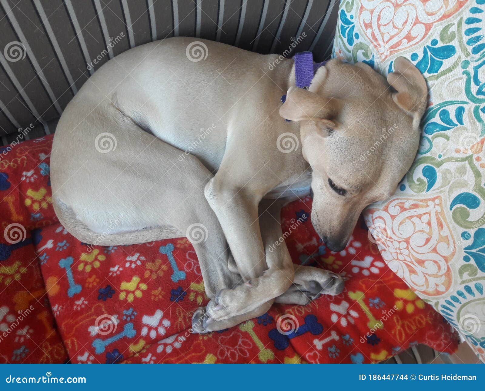 Sleeping dog curled up stock photo. Image of person 186447744