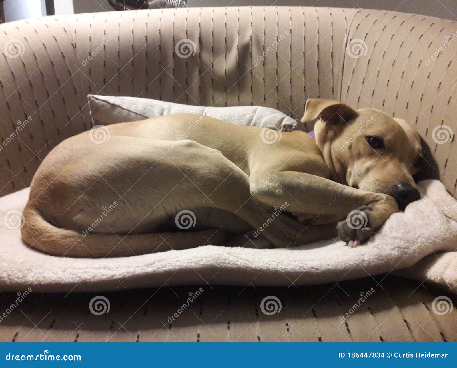 Sleeping dog curled up stock photo. Image of kitten 186447834