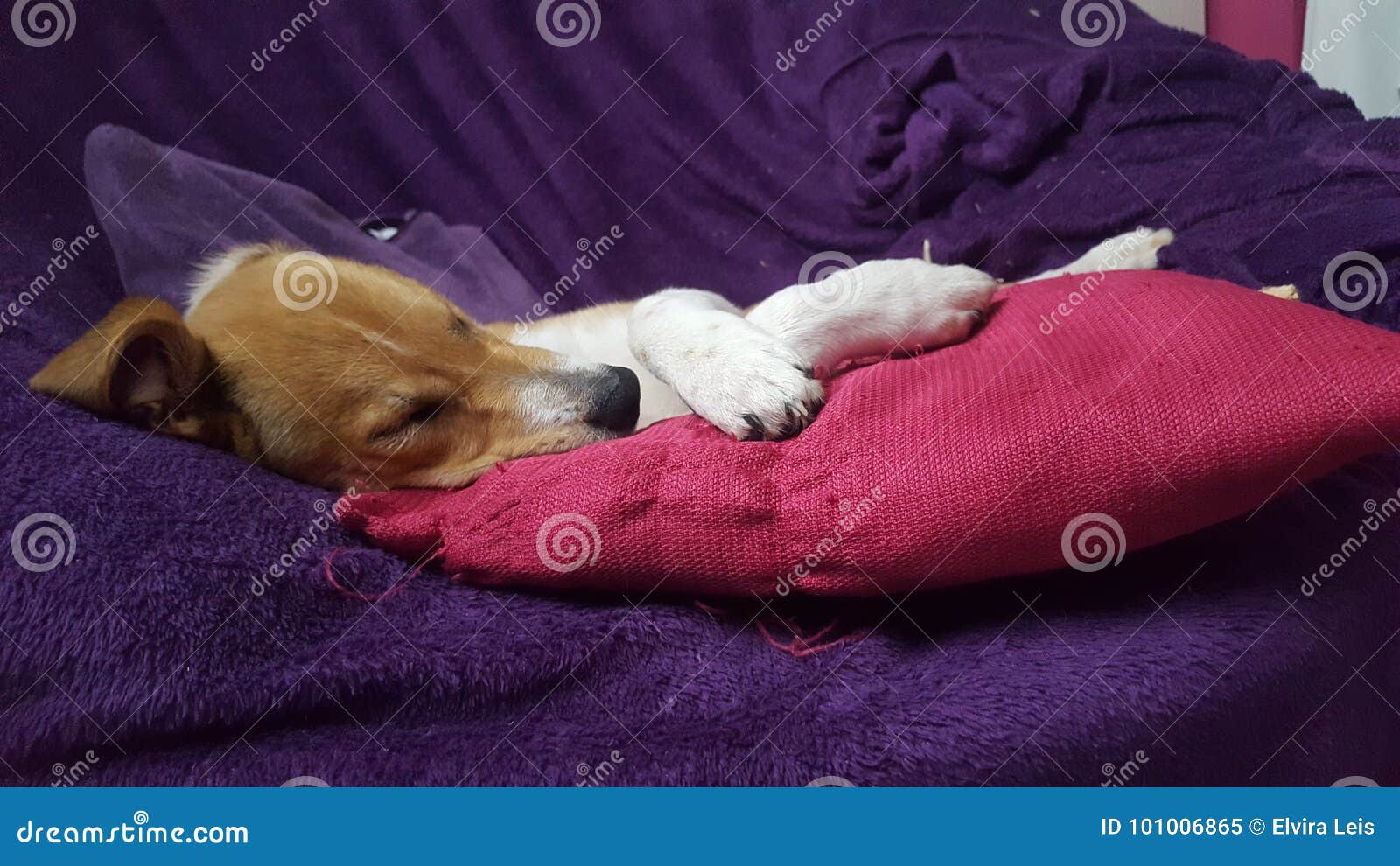 Sleeping Dog stock image. Image of violett, pillow, pink 101006865