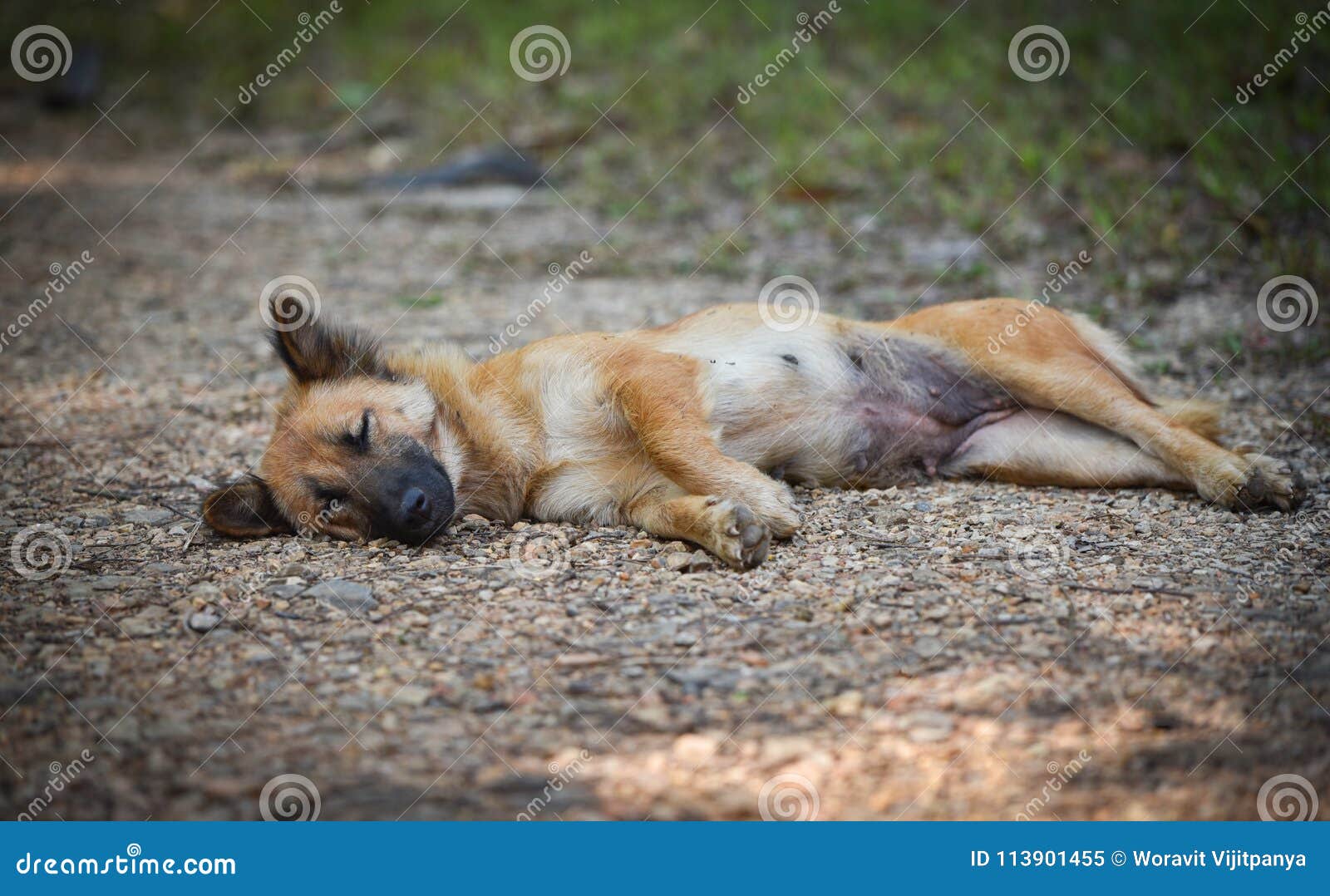 Sleeping dog stock image. Image of mammal, floor, cement 113901455