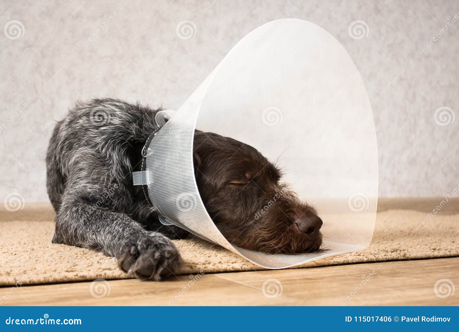 Sleeping Dog with Elizabethan Collar Stock Photo Image of animal, cute 115017406