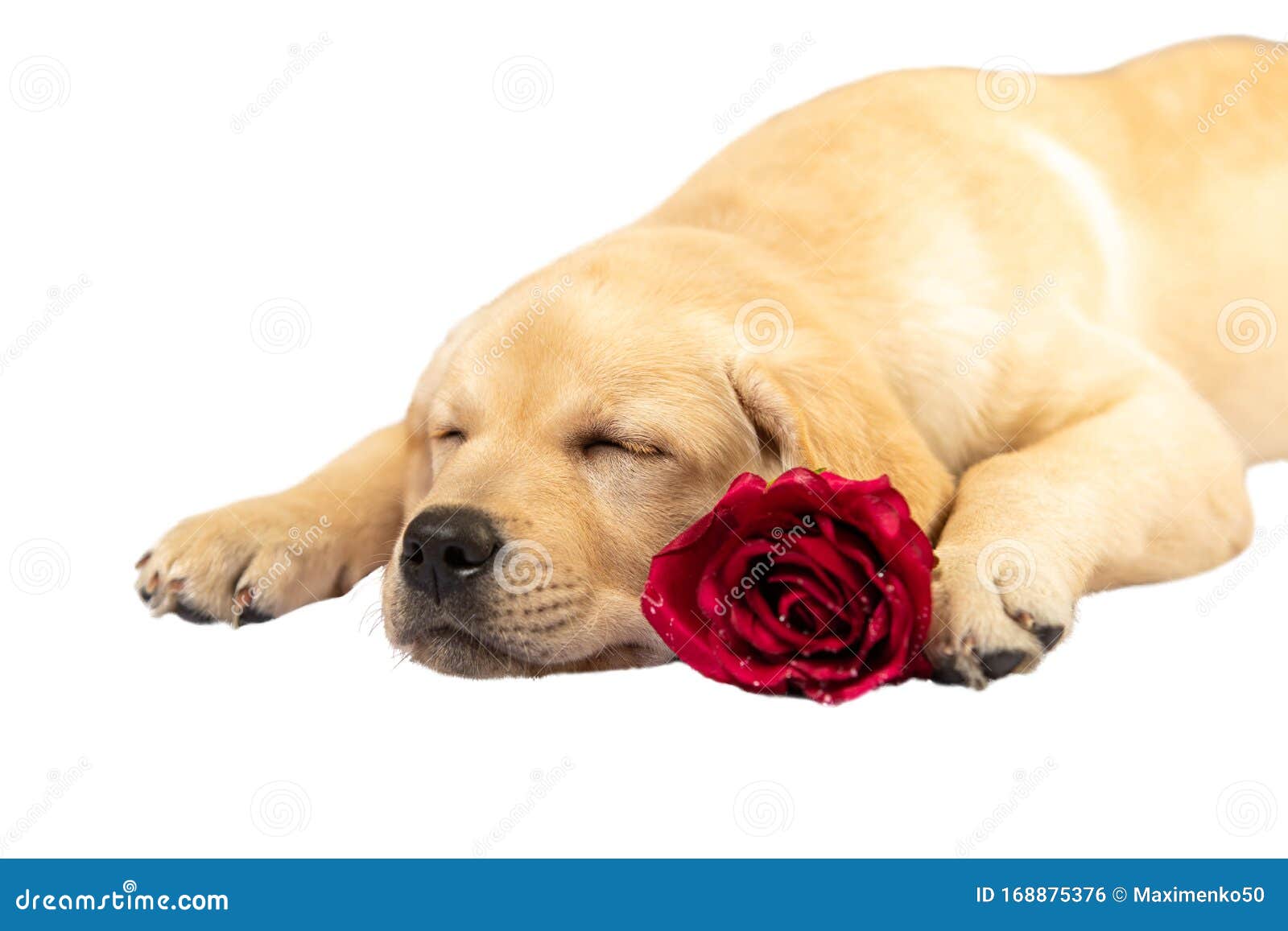 Sleeping Dog Holds Flowers In Its Paws. On Valentine Day On A White ...