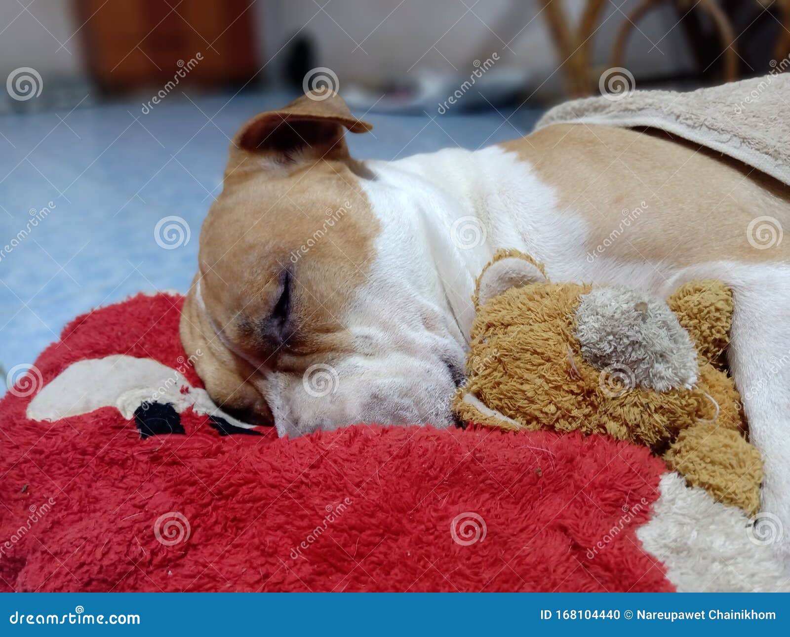 puppy hugging teddy bear