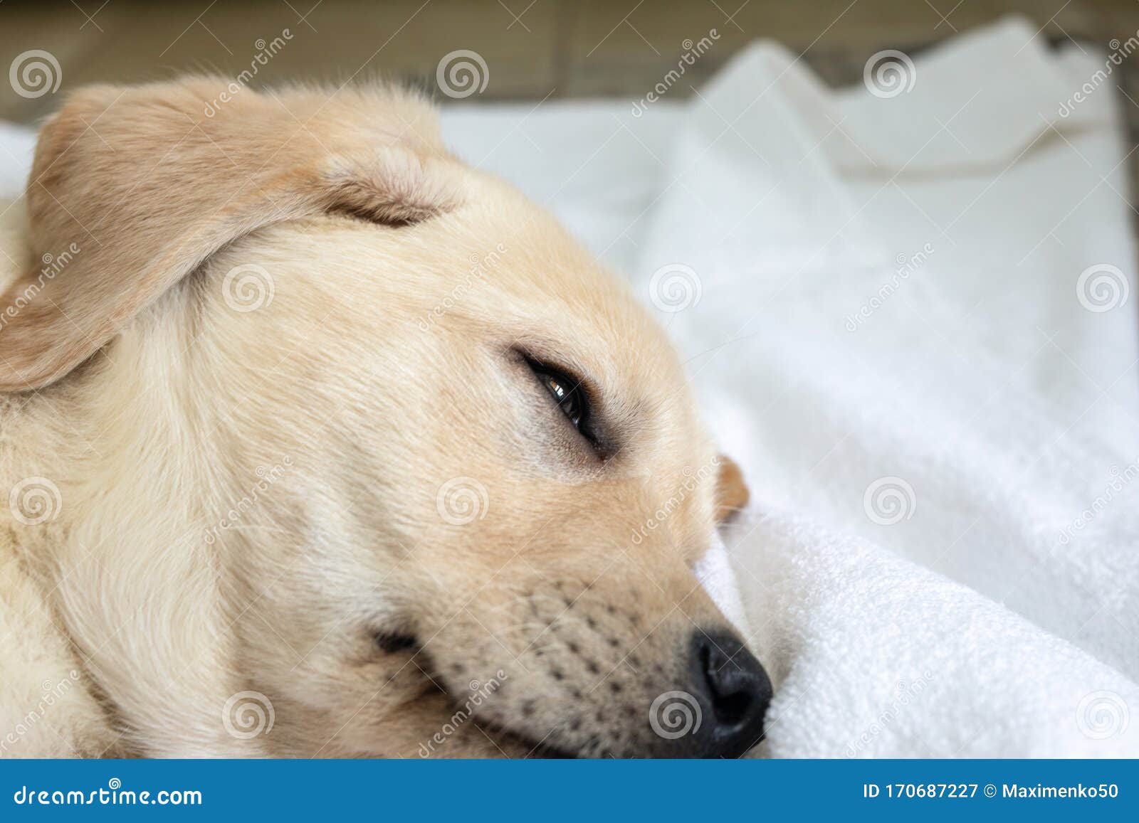Sleeping Labrador Cuisson Tablier