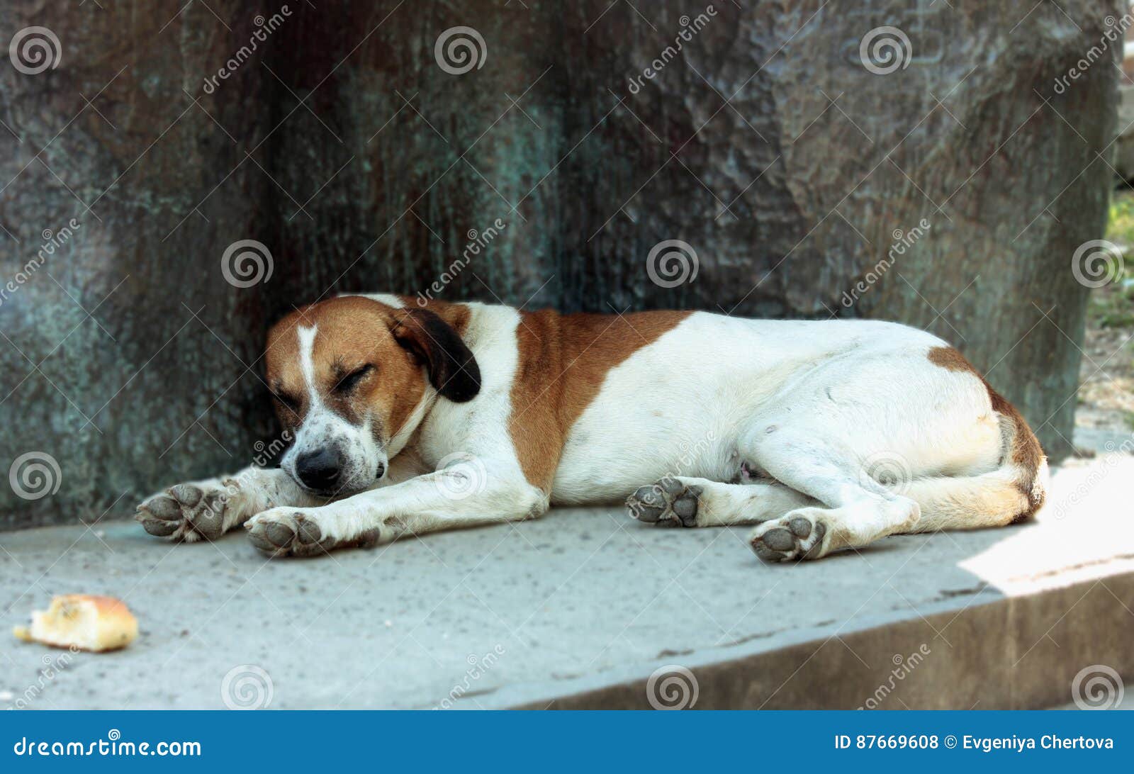 Sleeping Dog. a Large White Dog with Red Spots Resting. Stock Photo