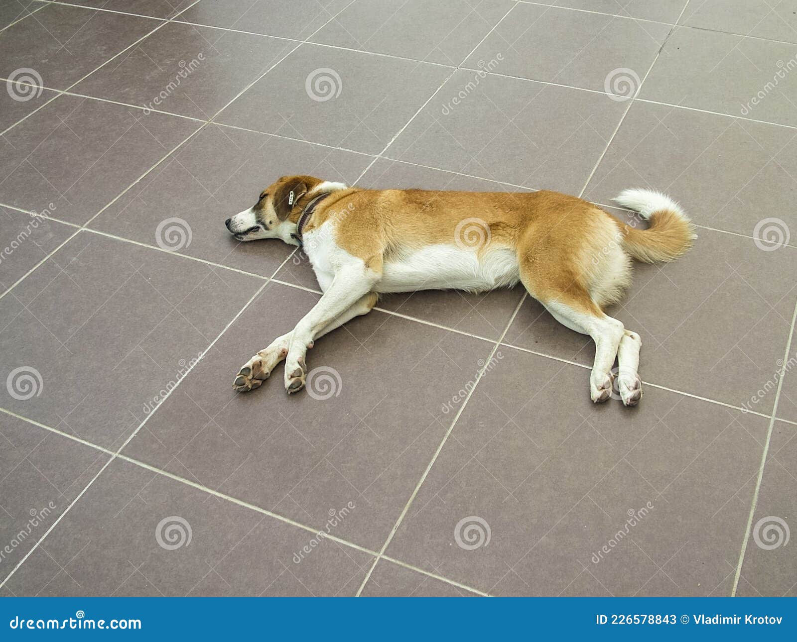 Sleeping Dog with a Tag in the Ear Stock Image Image of shelter, love