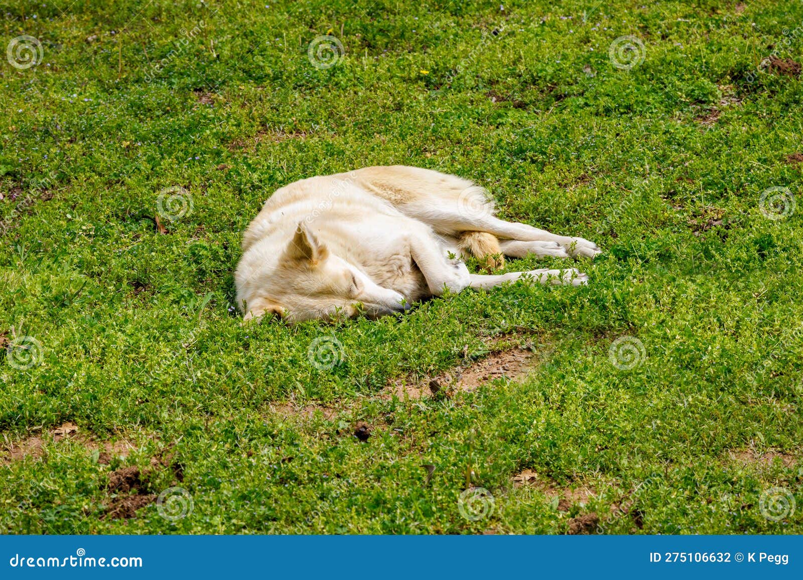 Sleeping Dog. Tired Ranch Dog Sleeping in the Grass on a Warm Spring