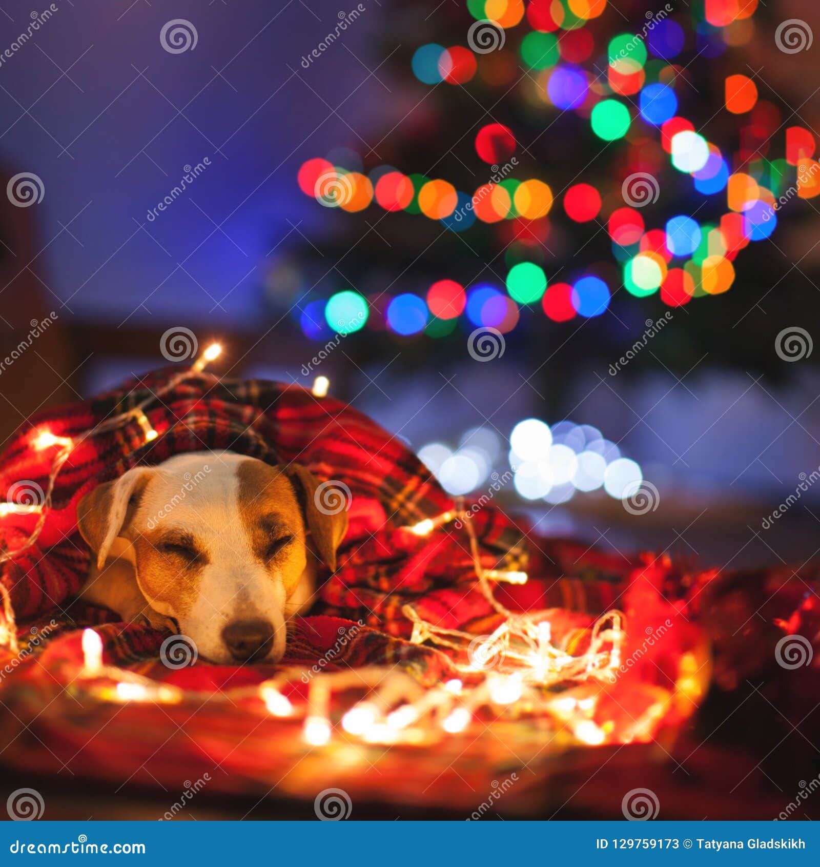 Sleeping Dog Under Christmas Tree Stock Image Image of xmas, canine