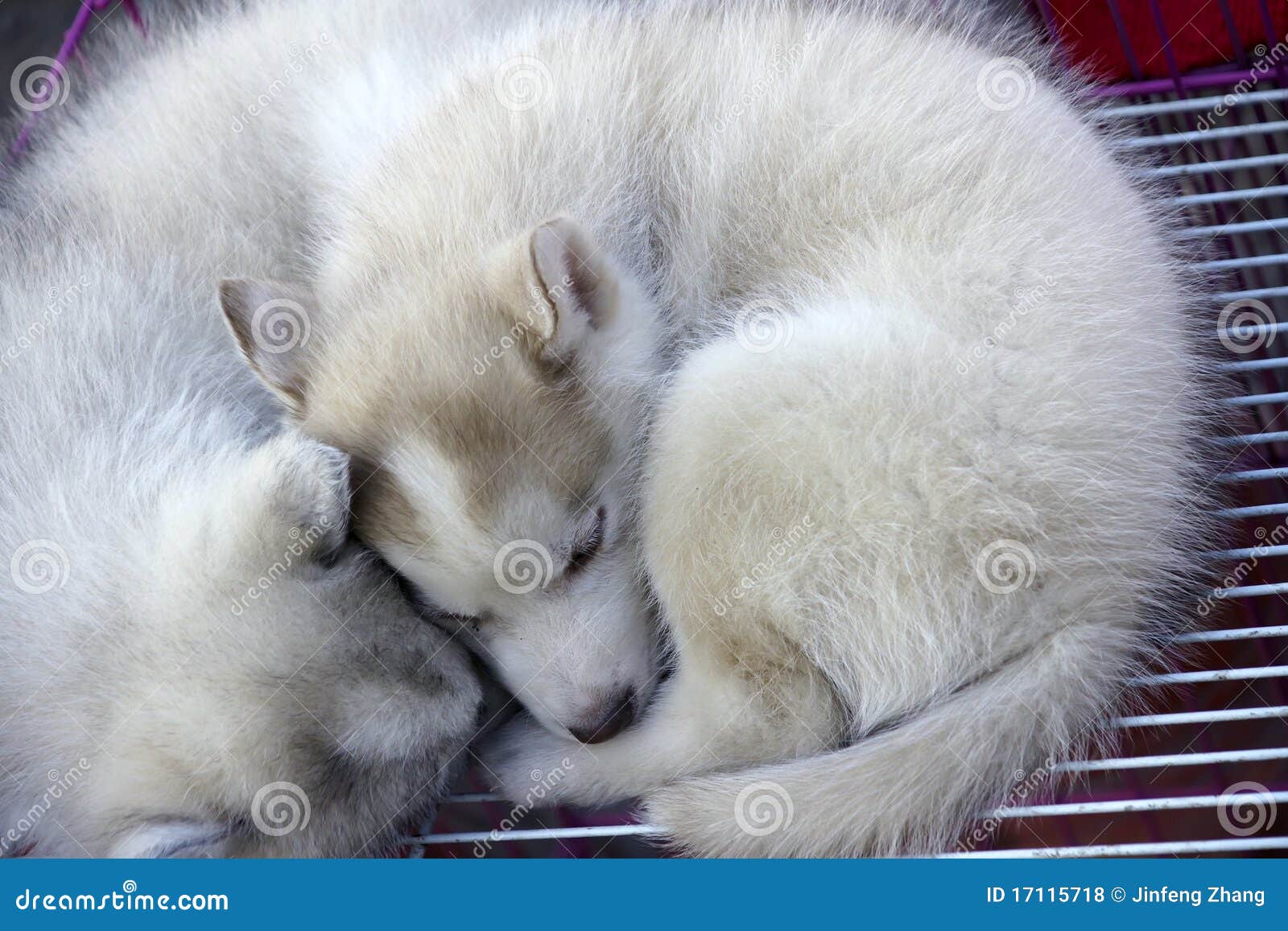 Chien chiot husky mignon — Photo de stock par ©Svetography - 151641352, image size:1600x1157