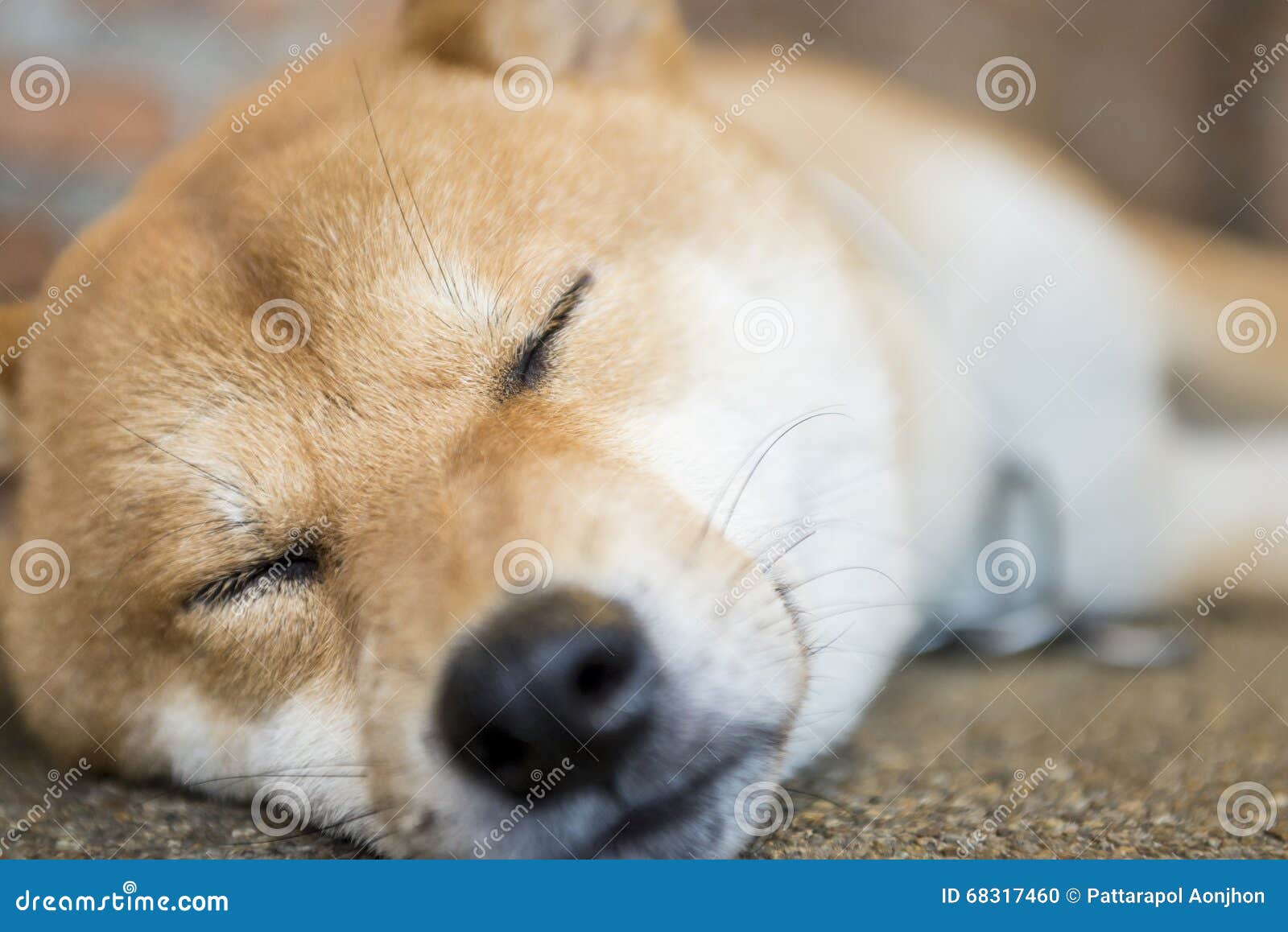 best sleeping dogs background best sleeping dogs background