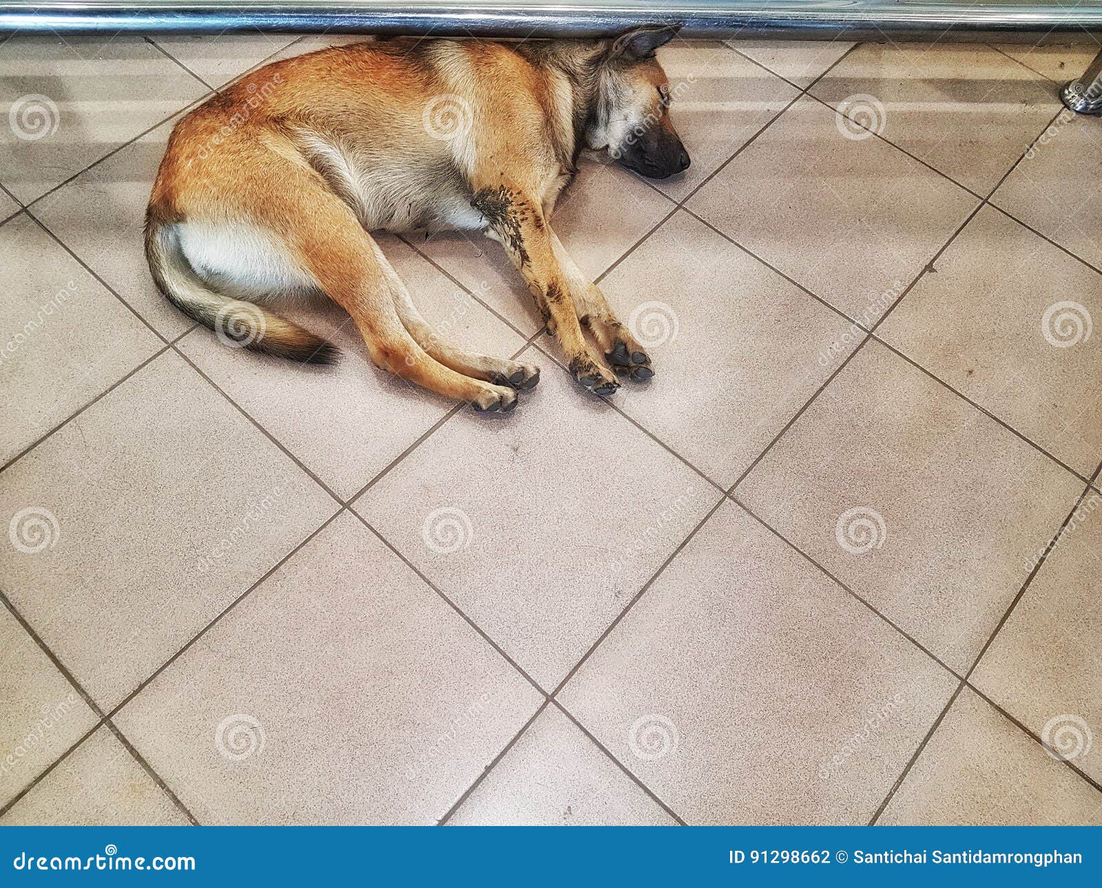 Sleeping dogs stock photo. Image of sleeping, tiled, dogs 91298662