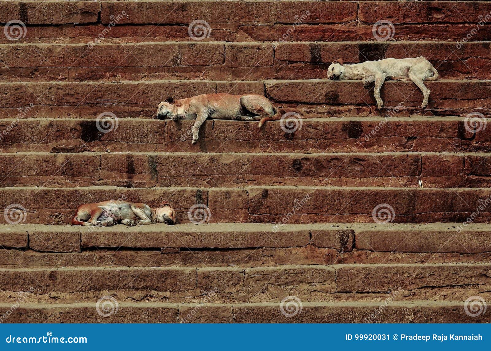 Sleeping dogs stock image. Image of places, sleep, pets 99920031
