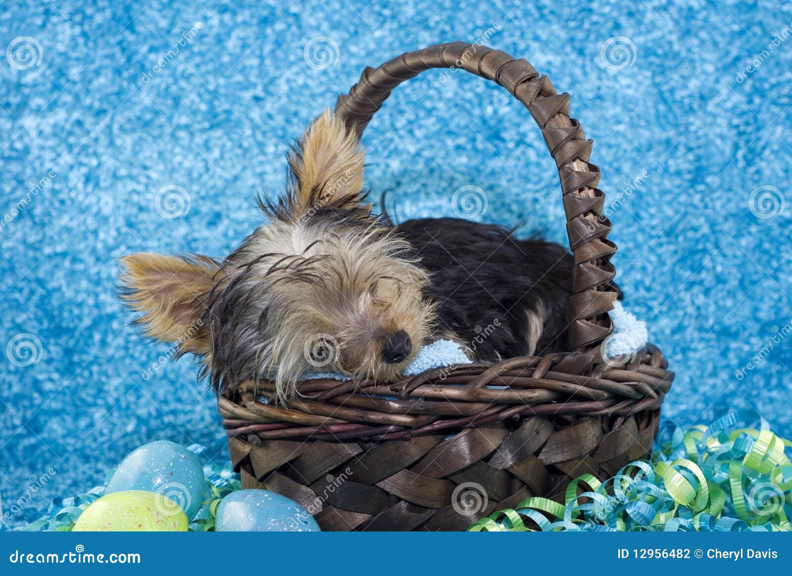 Sleeping Easter Puppy stock photo. Image of furry, background 12956482
