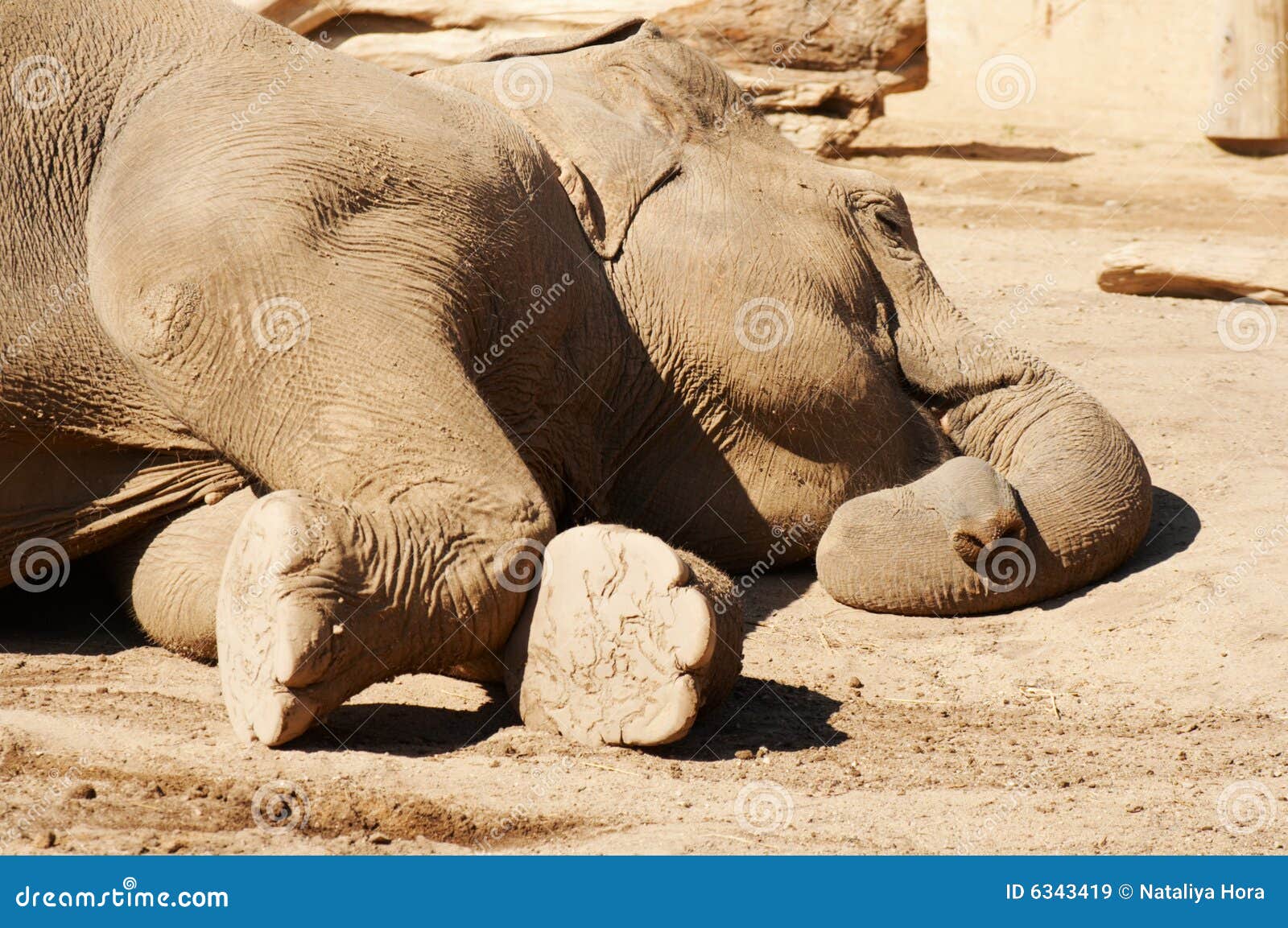 Sleeping elephant stock image. Image of species, dark 6343419