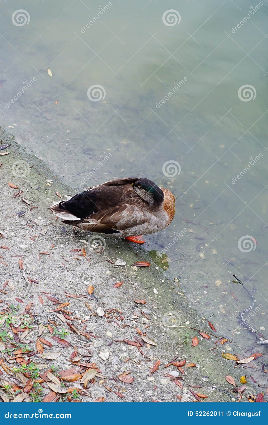 Sleeping Florida Muscovy Duck Stock Image Image of farmyard, animal 52262011