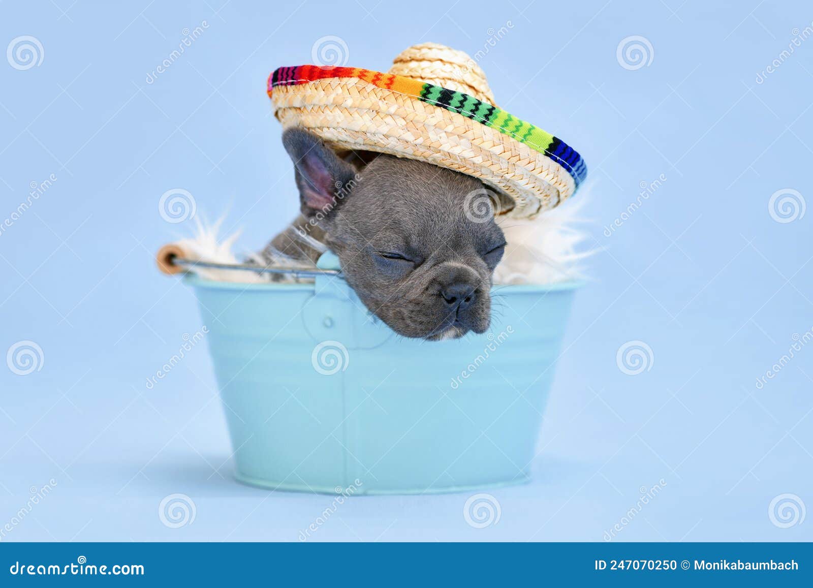sleeping french bulldog dog puppy with summer straw hat in bucket on blue background