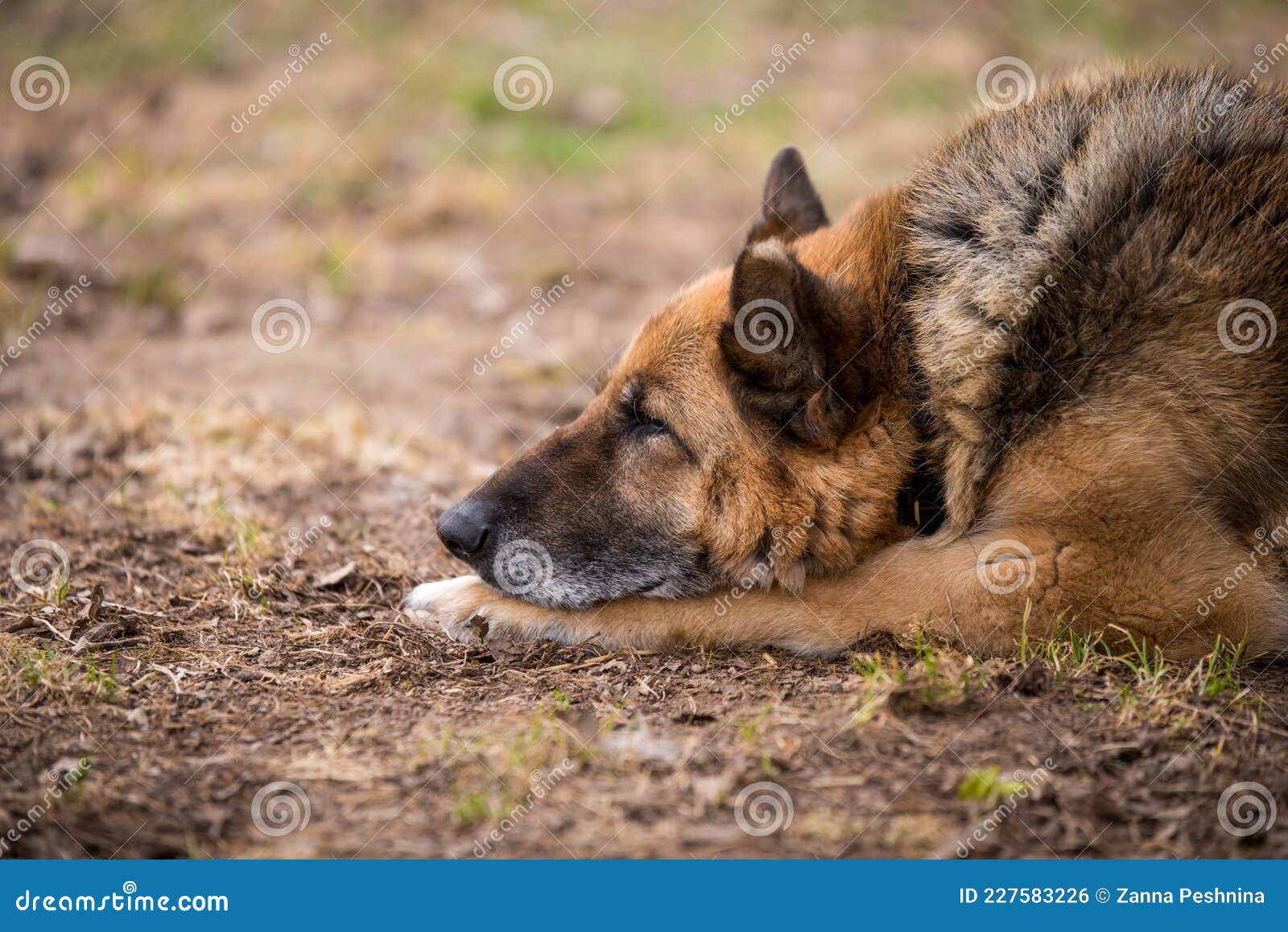 Sleeping German Shepherd Dog Outdoor on Ground Stock Photo - Image of ...