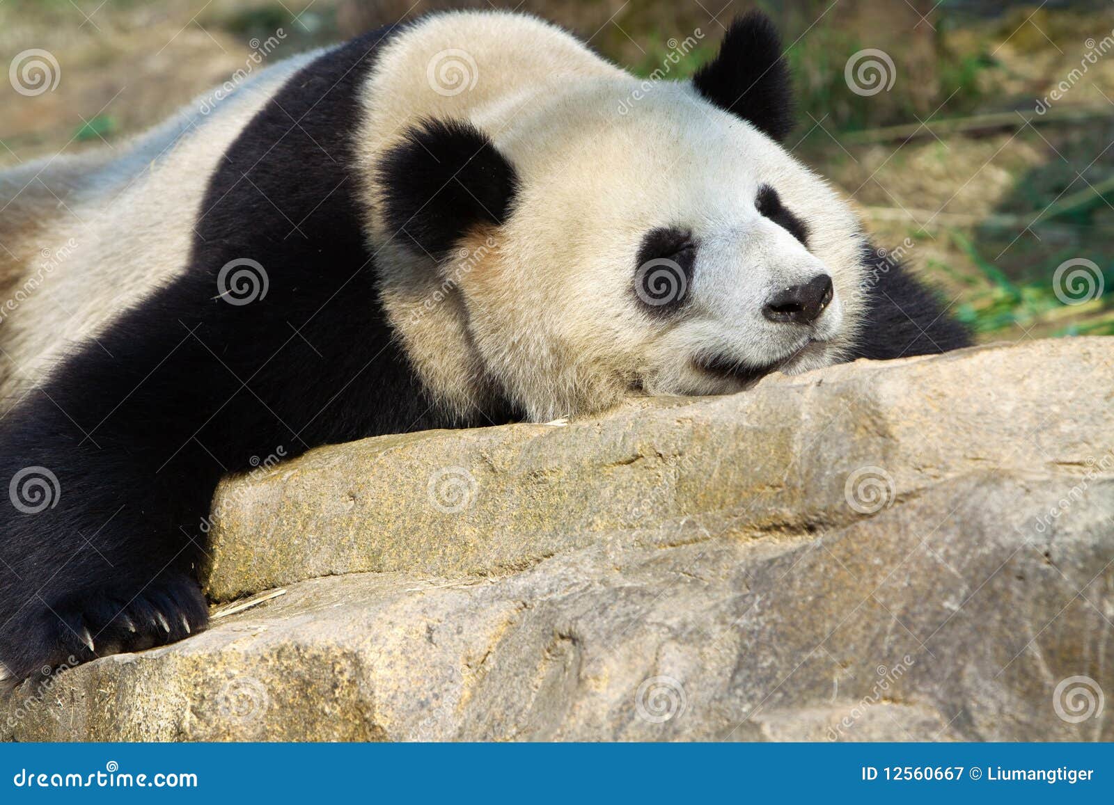 google panda