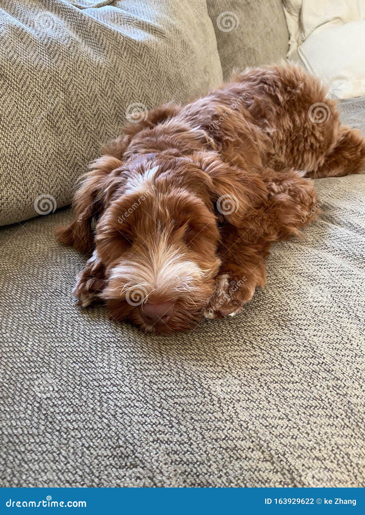 finger Enkelhed ø Labradoodle Couch Photos - Free & Royalty-Free Stock Photos from Dreamstime