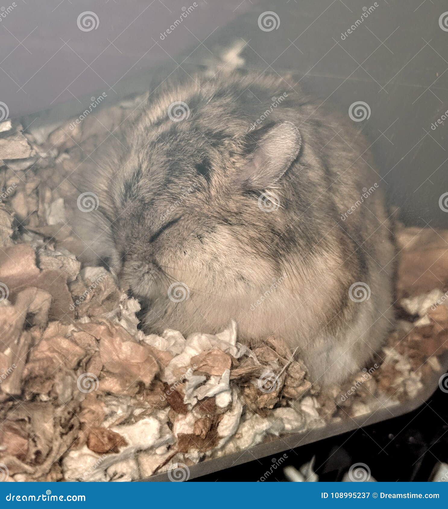 Sleeping hamster stock image. Image of hamster, cute 108995237