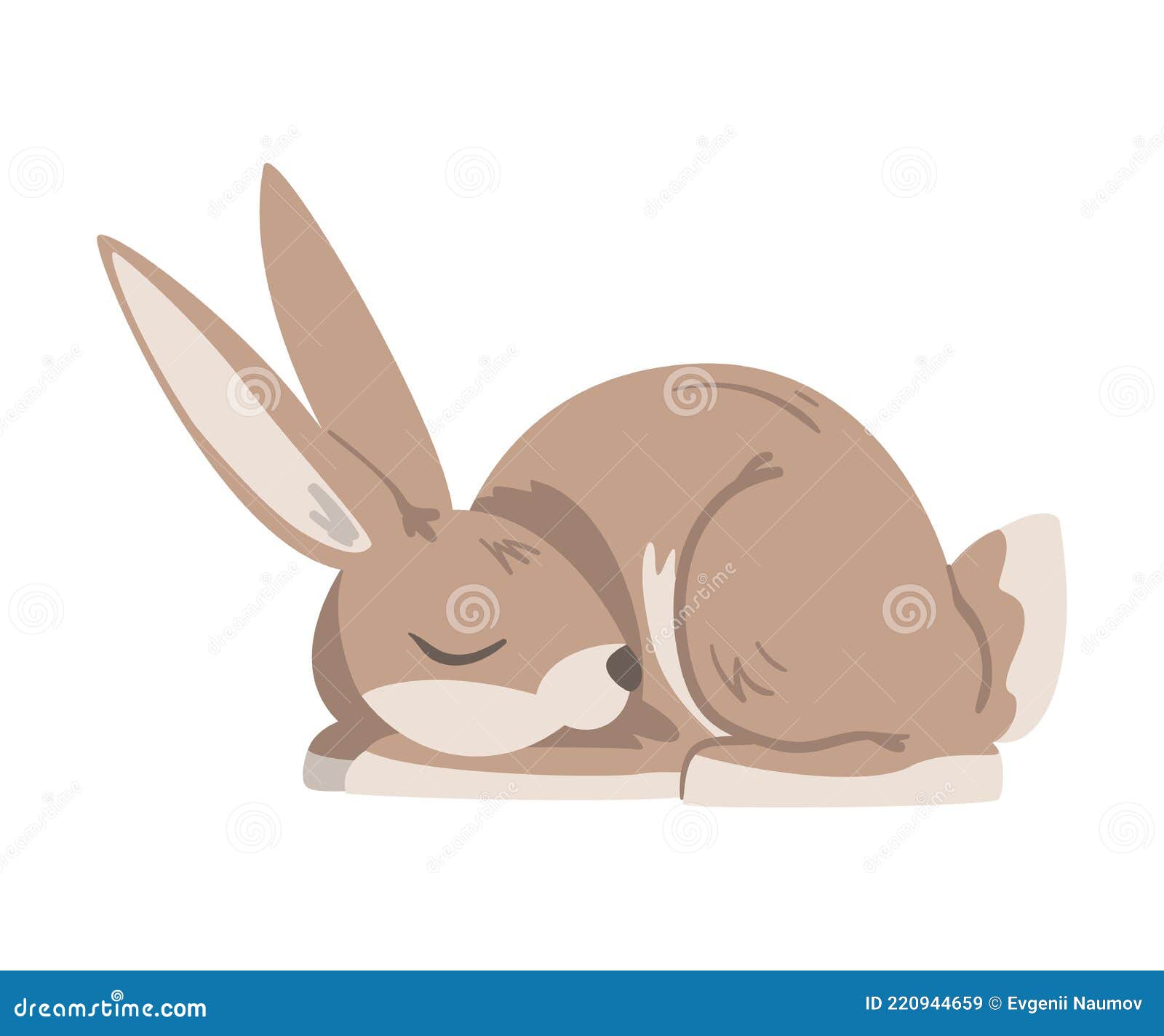 sleeping hare or jackrabbit as swift animal with long ears and grayish brown coat  