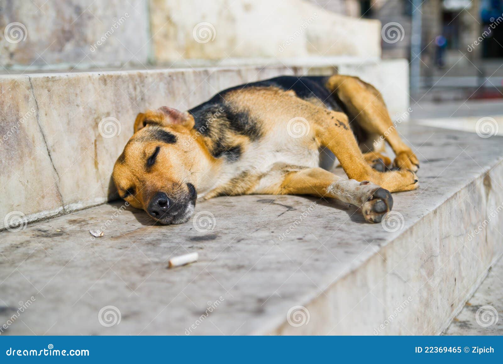 Sleeping homeless dog stock image. Image of sick, sleep 22369465